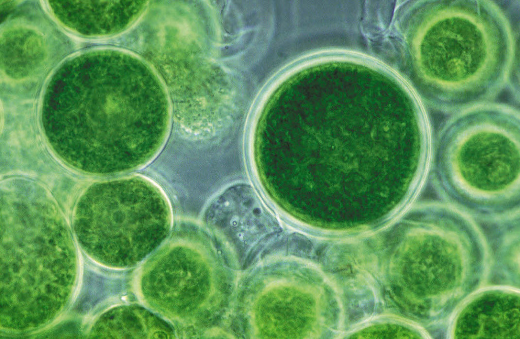 Kunnen algen fossiele olie vervangen?