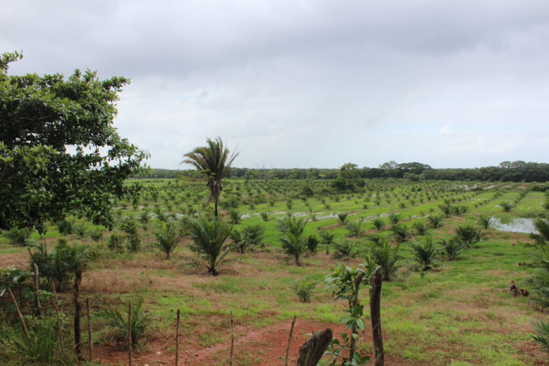 De plantage El Tumbador is in handen van de Dinant Corporation.