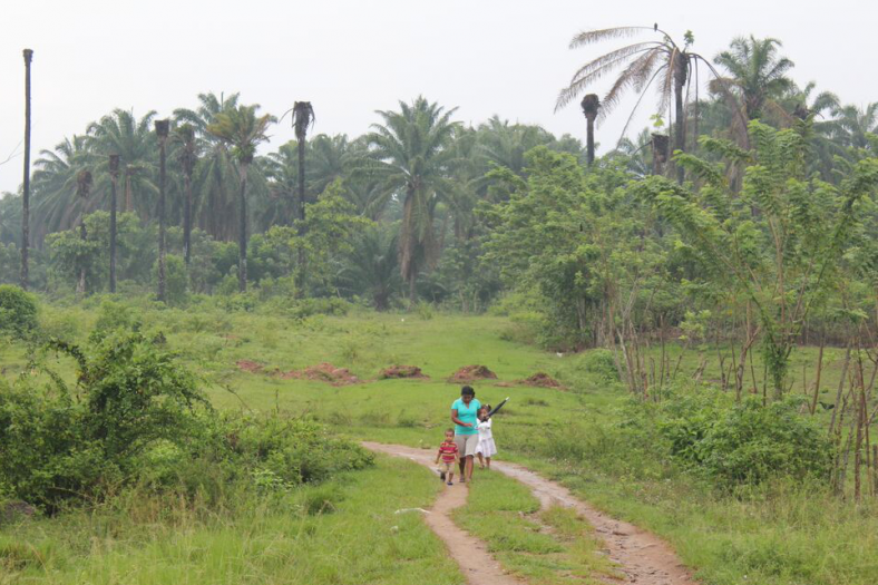 Palmolievelden in de boerengemeenschap van La Confianza