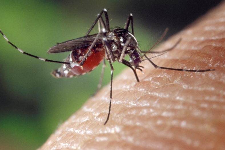 CDC Global/www.cdc.gov/zika (CC BY 2.0) 