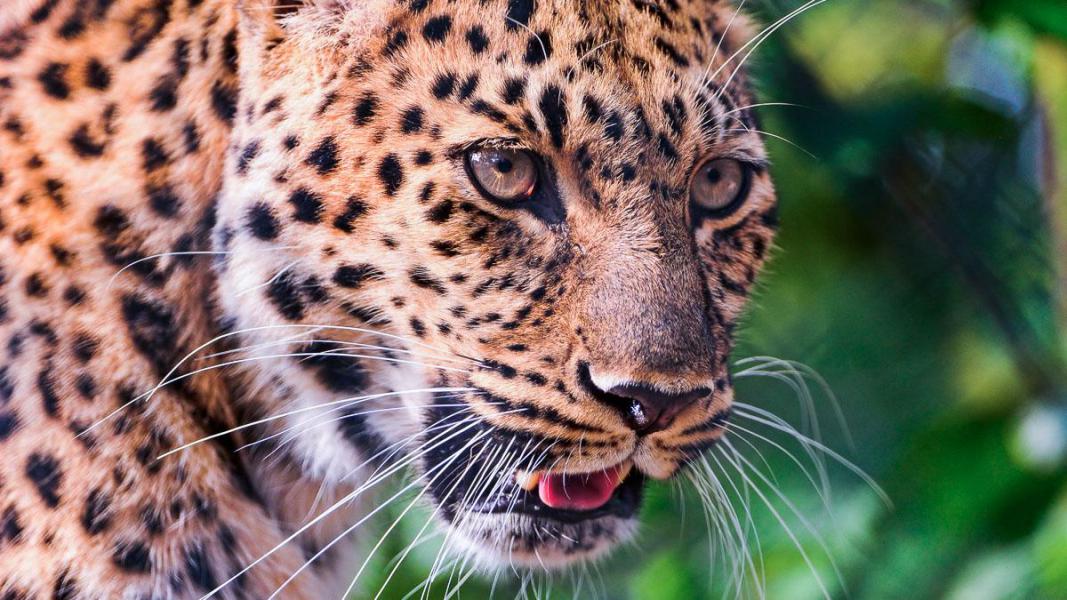 Tambako The Jaguar (CC BY-ND 2.0)
