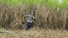 Generaties migranten uit Haïti verrichten zware arbeid op Dominicaanse suikerrietplantages