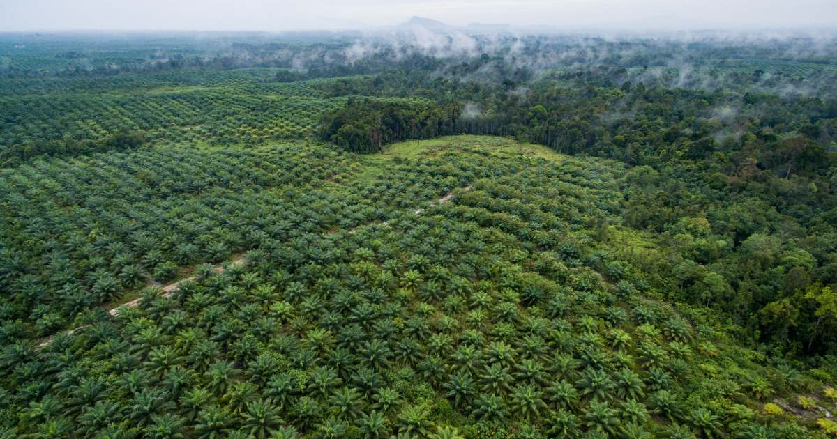 Deforestasi menurun di Indonesia – MO *