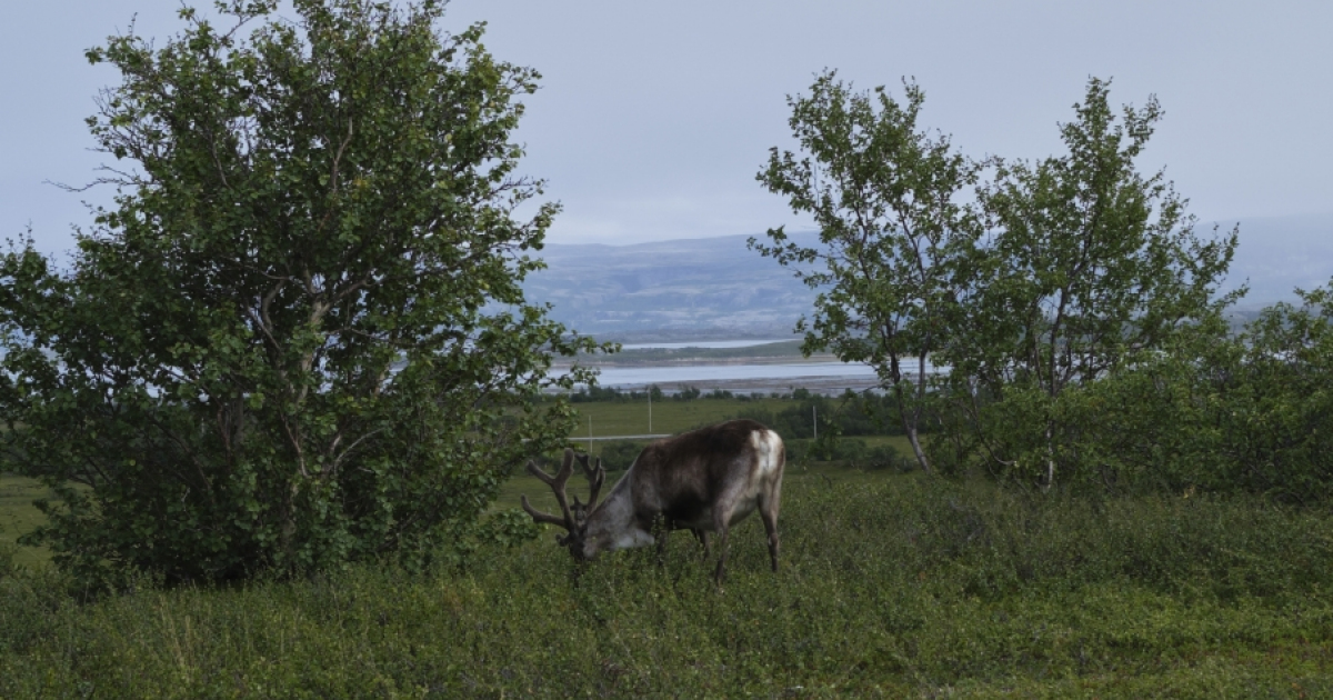 Å overleve på tynn is: Hvordan klimaendringer truer samisk kultur