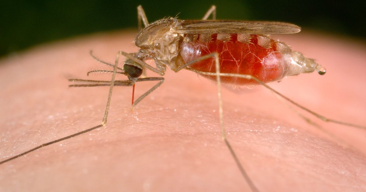 Malaria advances into northern US: 5 endemic outbreaks in US